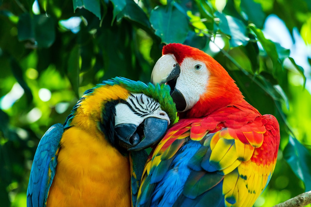 Bird Photography Tips
